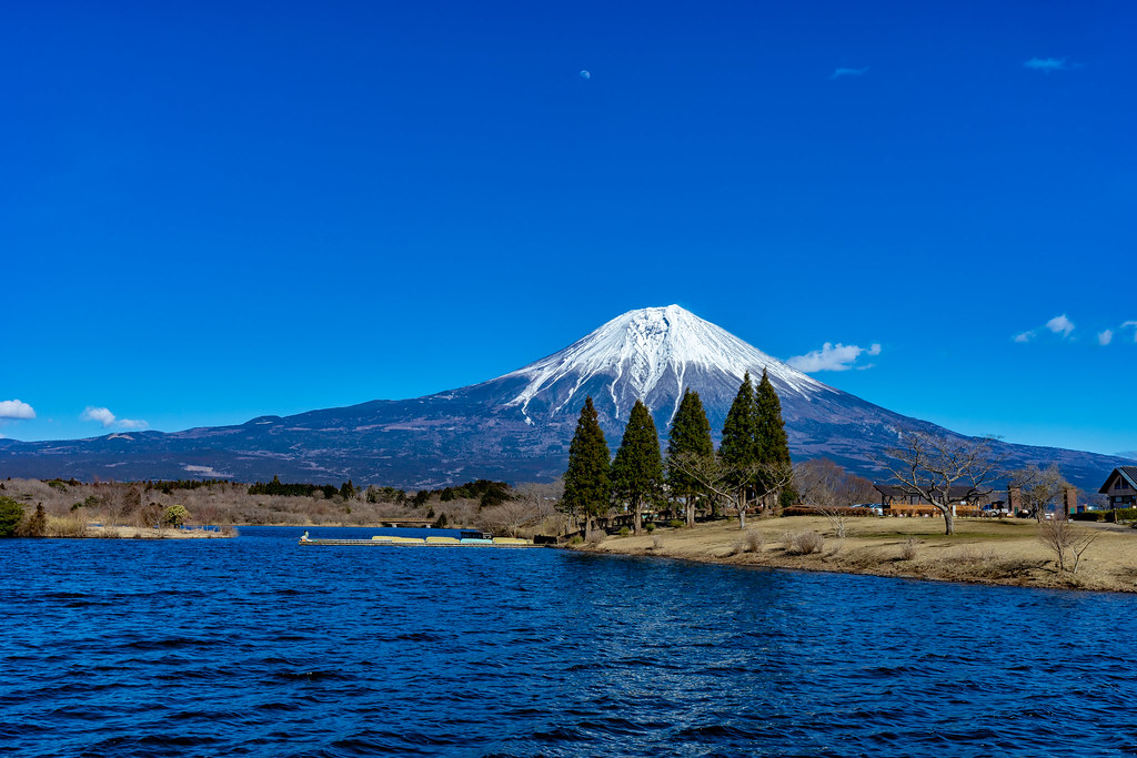 Trees, Fuji, Adventure