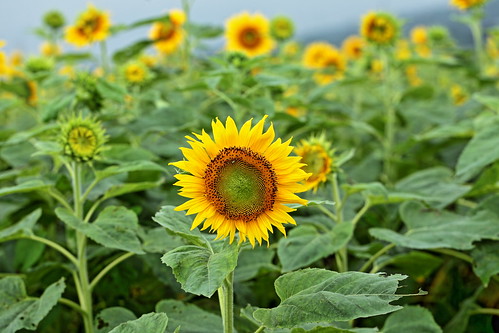 the sunflowers have become perfect for viewing japan shizuoka fuji todays dayliphoto instadaily photogenic worldcaptures flickrfriday 2020 worldheritage photography beautifulworld allthingsofbeauty photooftheday picoftheday moment peaceful calm quiet tranquil stillness peace beautifulmoment wanderlust ftimes tourism tourist travel traveling mytravelgram travelgram instatravel flickrheroes brilliant flickr celebrities natural decay macro mondays canonflickraward flickrelite flickrunitedaward estrellas world heritage foto art yjcp
