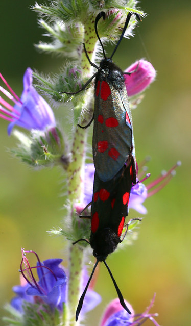 Six Spot Burnet Moth Zygaena filipendulae