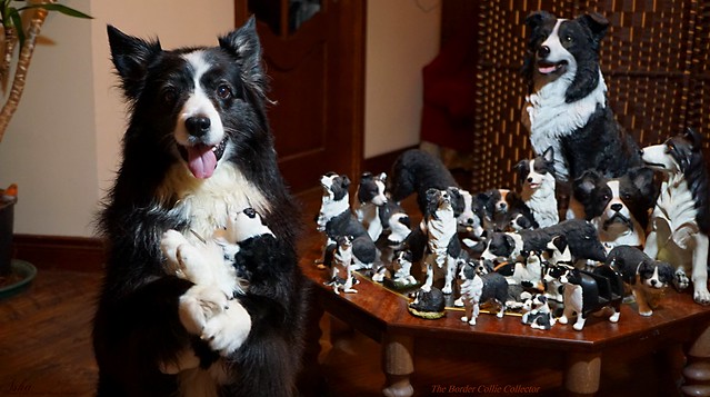 The Border Collie Collector