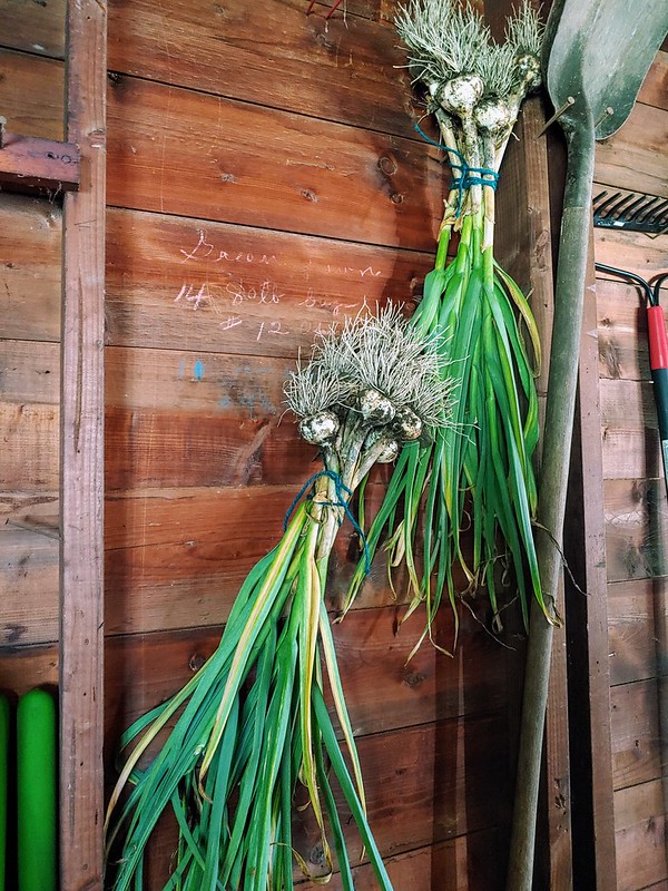 Hanging up the hardneck garlic to cure