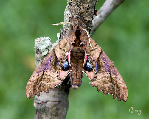 pennsylvania bradfordcounty moth blindedsphinx paoniasexcaecatus