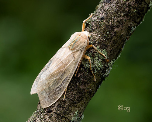 pennsylvania bradfordcounty moth bandedtussock sycamore halysidotatessellaris harrisii
