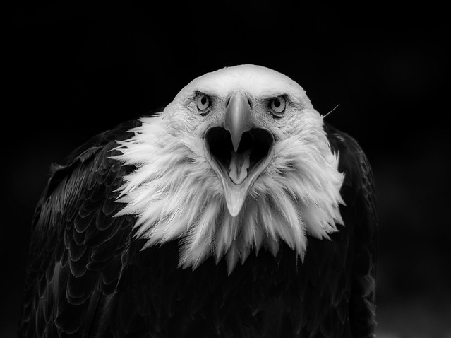 Weißkopfseeadler / Bald eagle