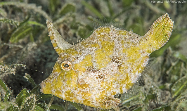 Bristle-tail Filefish, Acreichthys tomentosus, Dumaguete, Philippines