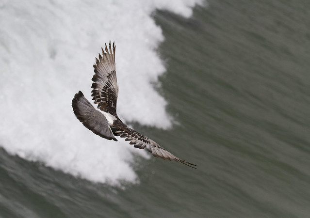 Pigeon diving over the Pacific Ocean