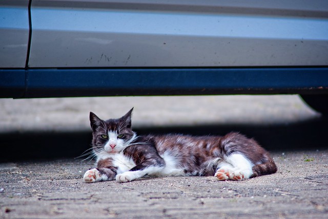 Cat feels disturbed while sleeping | July 19, 2020 | In the district of Segeberg - Schleswig-Holstein - Germany