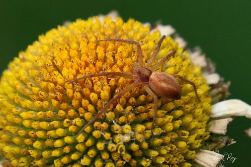 philodromidés araignée spider arthropodes lavalroy québec runningcrabspider philodromusrufus saintfortunat été saisonestivale