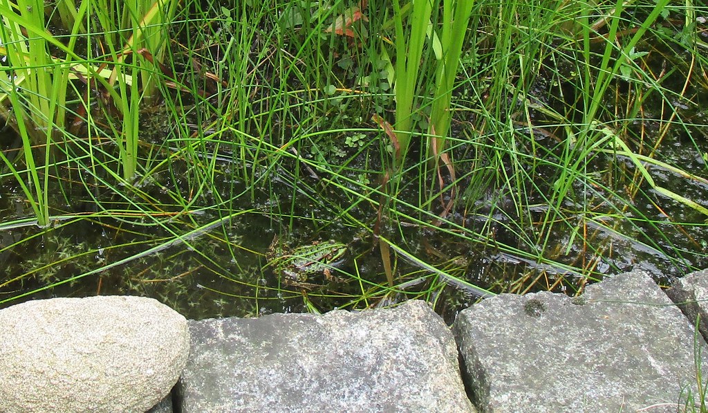 eín Frosch im Teich: nach langer Beobachtung habe ich jetzt schon sechs Frösche gesehen...das ist so spannend am Teich!!