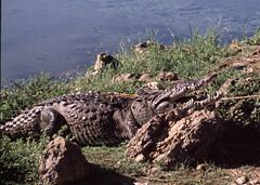 American crocodile (Crocodylus acutus) that killed princess Letan Haiti Dec 1988 3