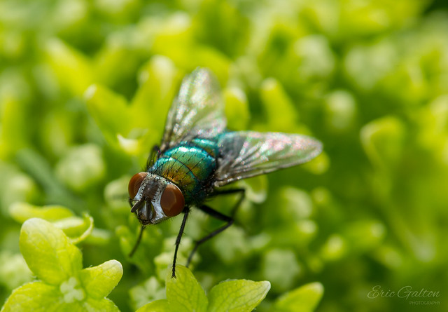 Fly on a plant