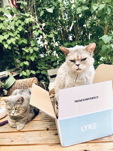 this day is now purrfect, july 2020 (#vegan haircare products vs cats in boxes)