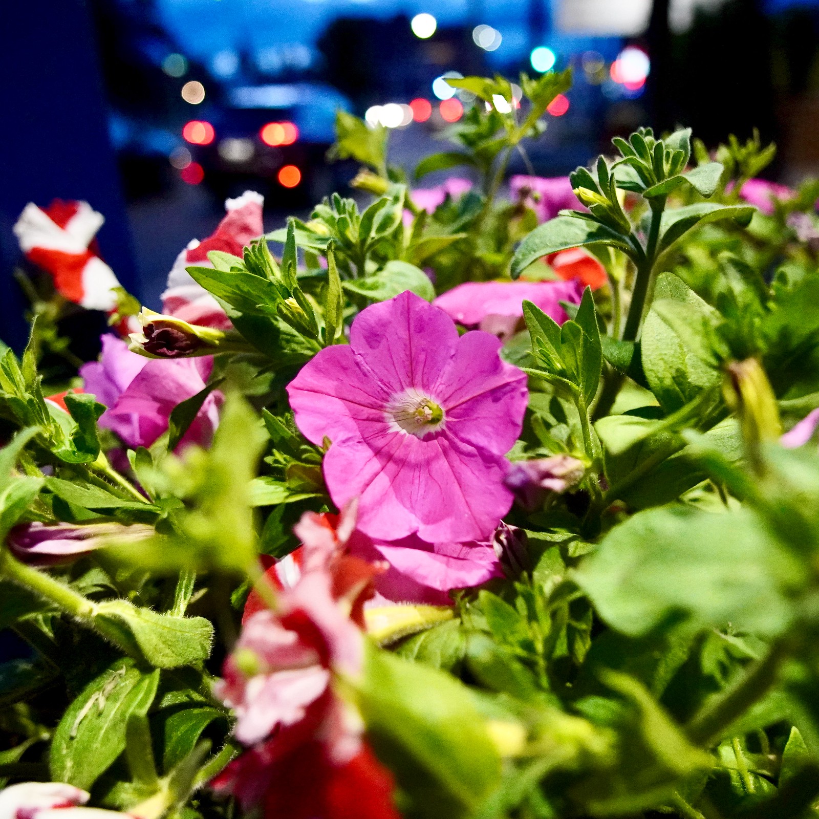 Sidewalk flowerbed