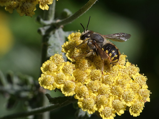 European Wool Carder Bee