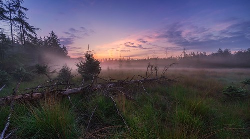 fullframe reinaroundtheglobe drenthe forest fog foggy trees grasland holland sunrise © reiniersnijders ©reiniersnijders