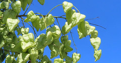 Koelreuteria paniculata, golden rain tree, fruit against blue sky