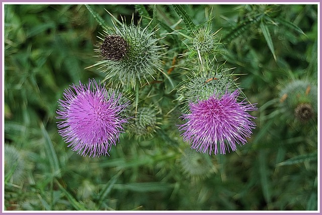 A Thistle or two.
