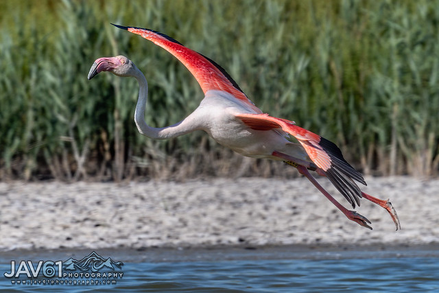 Greater flamingo (Phoenicopterus roseus)-1645
