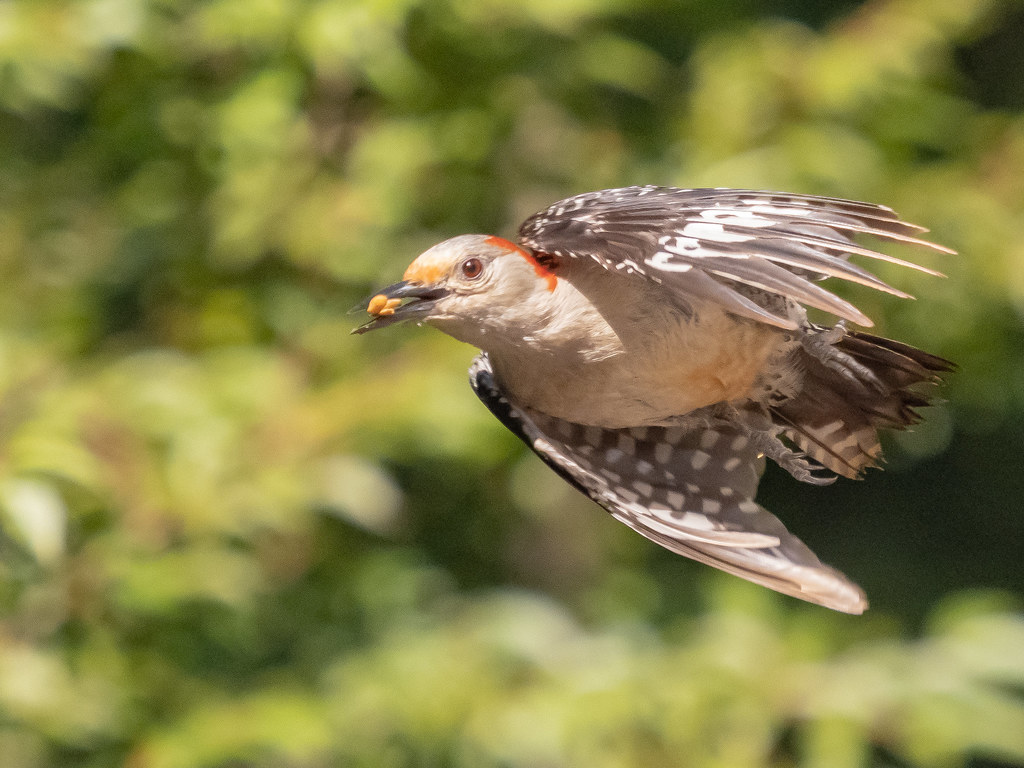 Female Red Bellied Woodpeck In Flight