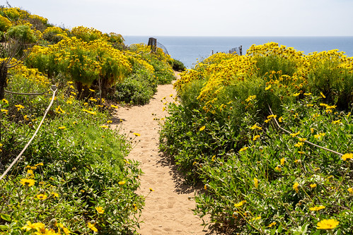 Point Dume in Malibu California leads up to a bluff overlook. Giant coreopsis Wildflowers all along the sandy trail | by m01229