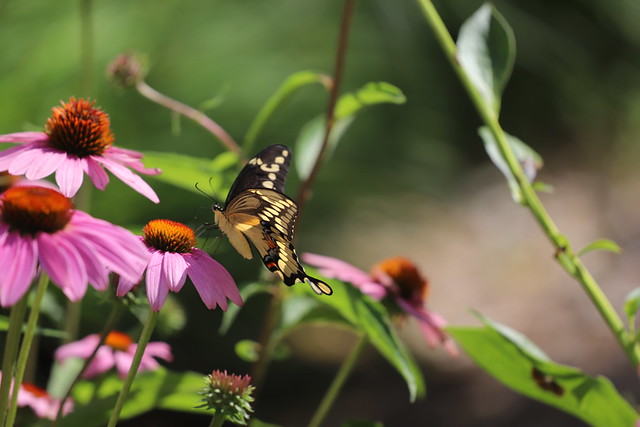 Eastern Tiger Swallowtail Butterfly (Ypsilanti, Michigan) - July 20th, 2020