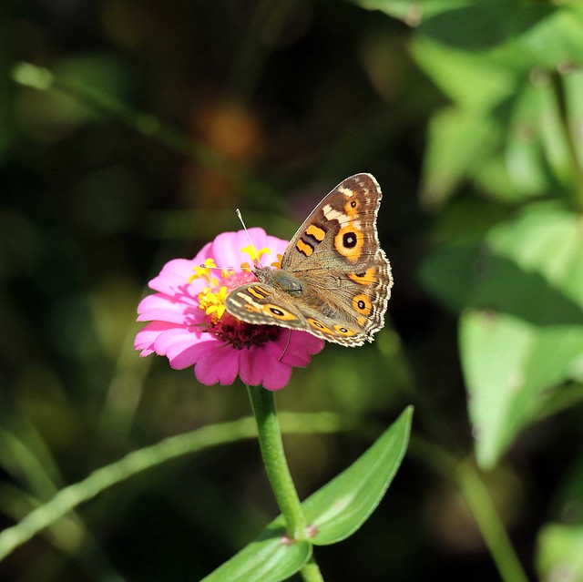 meadow argus butterfly