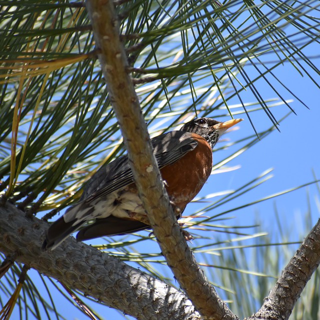 Young American Robin