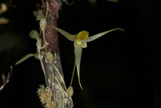 73 Bulbophyllum nematocaulon - Mt Rimau 2019-07-14 06