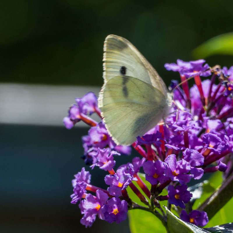 Garden butterflies: small whites