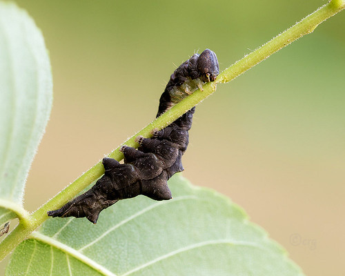 pennsylvania bradfordcounty caterpillar blackblotchedschizura schizuraleptinoides walnut