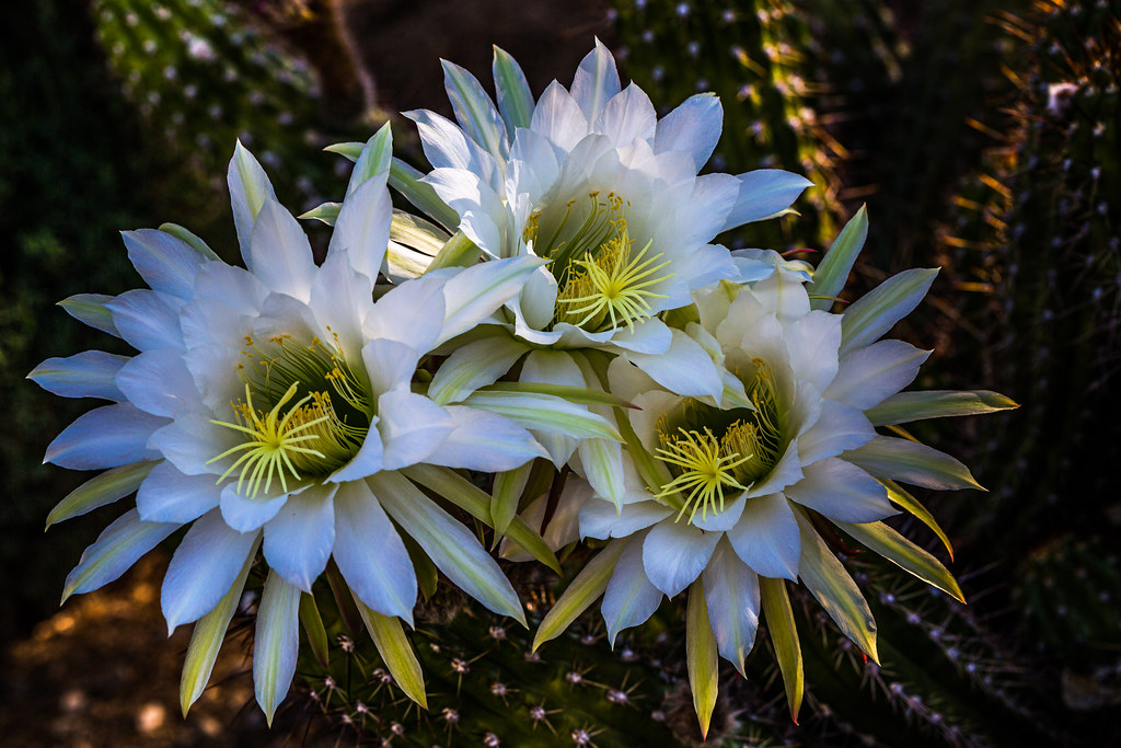 Download 24 Hour Bloom | Flowers on a cactus. Although beautiful ...