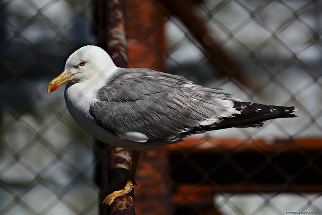 Seagull Sitting On Pier at Sea
