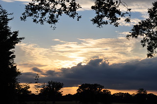 Norfolk evening sky and oaks