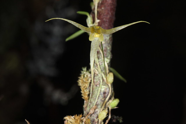 71 Bulbophyllum nematocaulon - Mt Rimau 2019-07-14 01