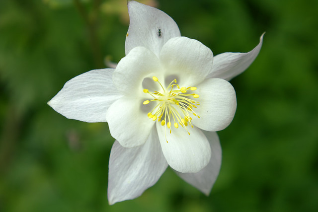 White flower  IMG_3447