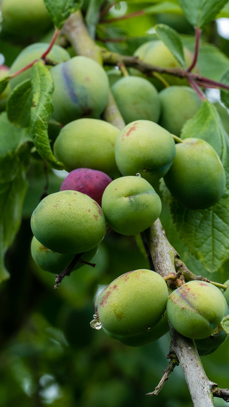 Damsons, just starting to ripen