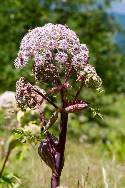 Flore d'Ariège
