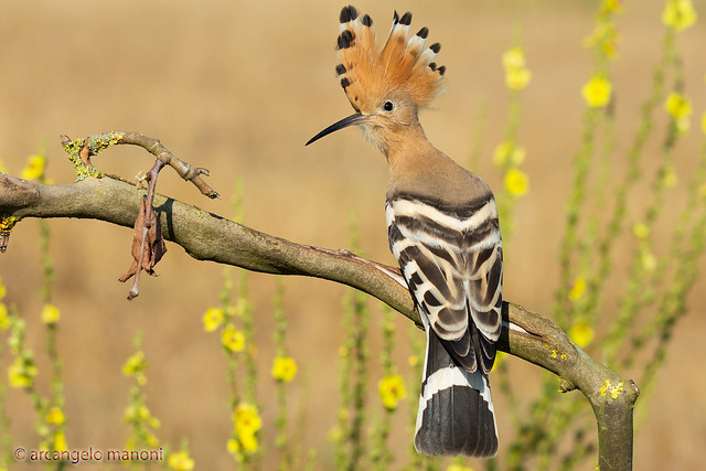The charm of the hoopoe