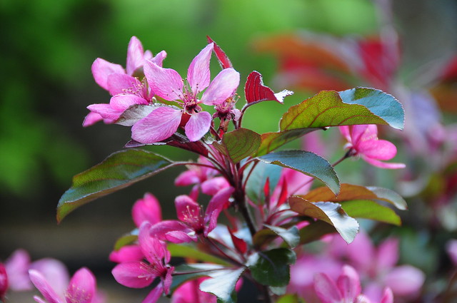 Pink Flowers on Bonsai Cherry Tree