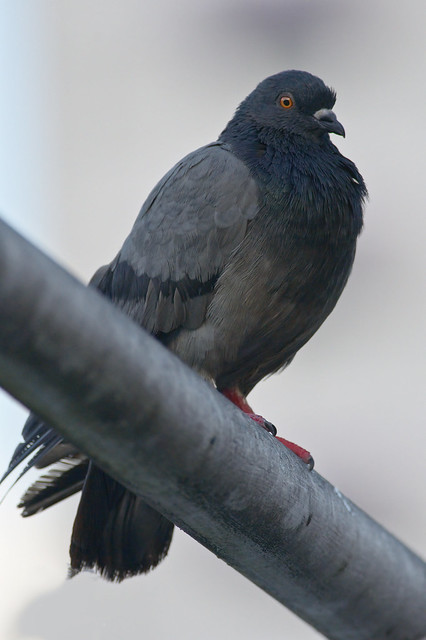 Rock Pigeon - Columba livia perched