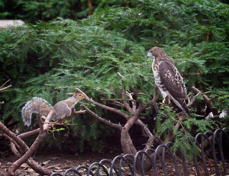 Red-tail fledgling and squirrel
