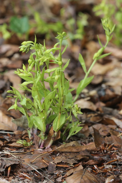 Green Flowered Helleborine Epipactis phyllanthes