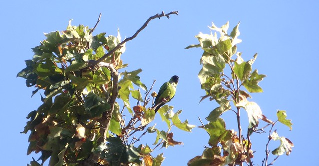 wild parrots in Solstice Canyon
