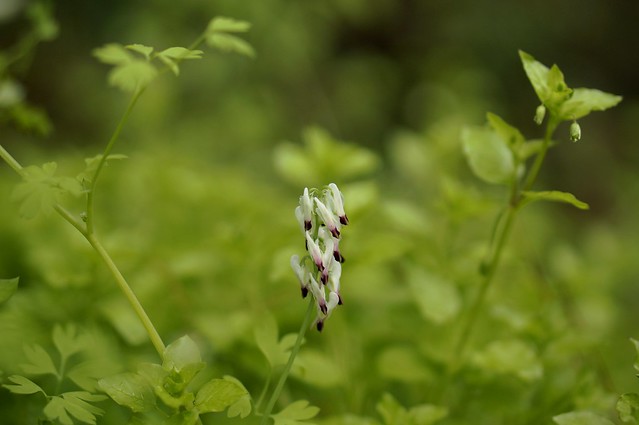 White fumitory by the seashore