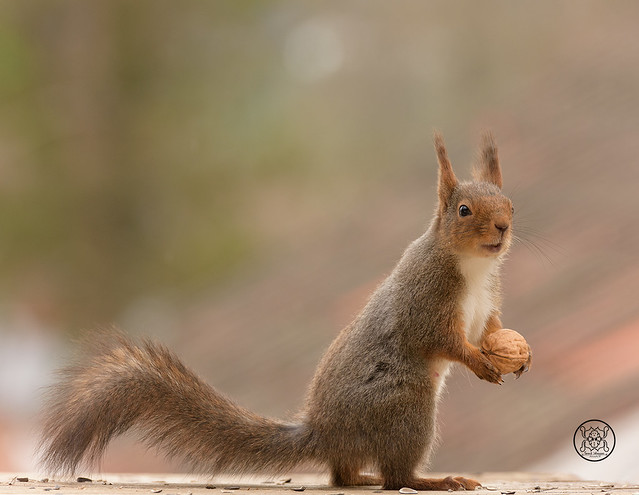 female red squirrel lifting a walnut