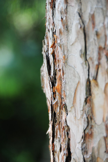 Scots Pine - Bark Detail