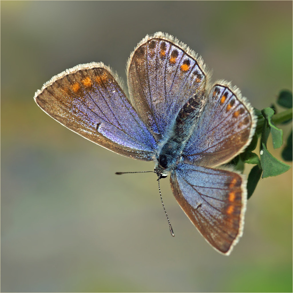 Female common blue butterfly