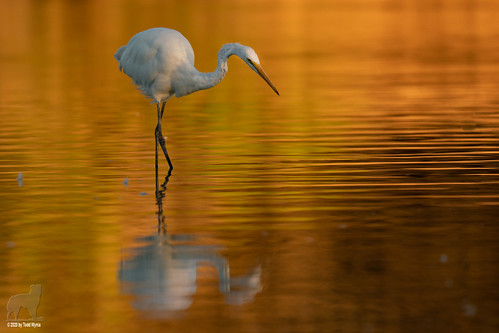 greategret pond water