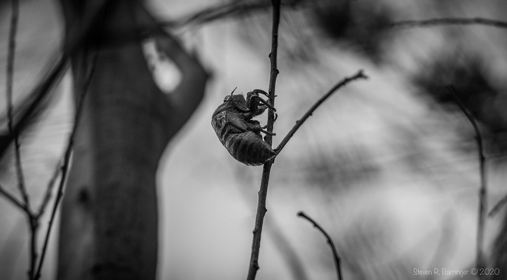 cicadas shell