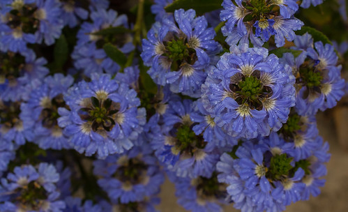 blue fanflower rosette scaevola